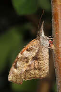 Image of American Snout