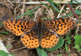 Plancia ëd Boloria bellona