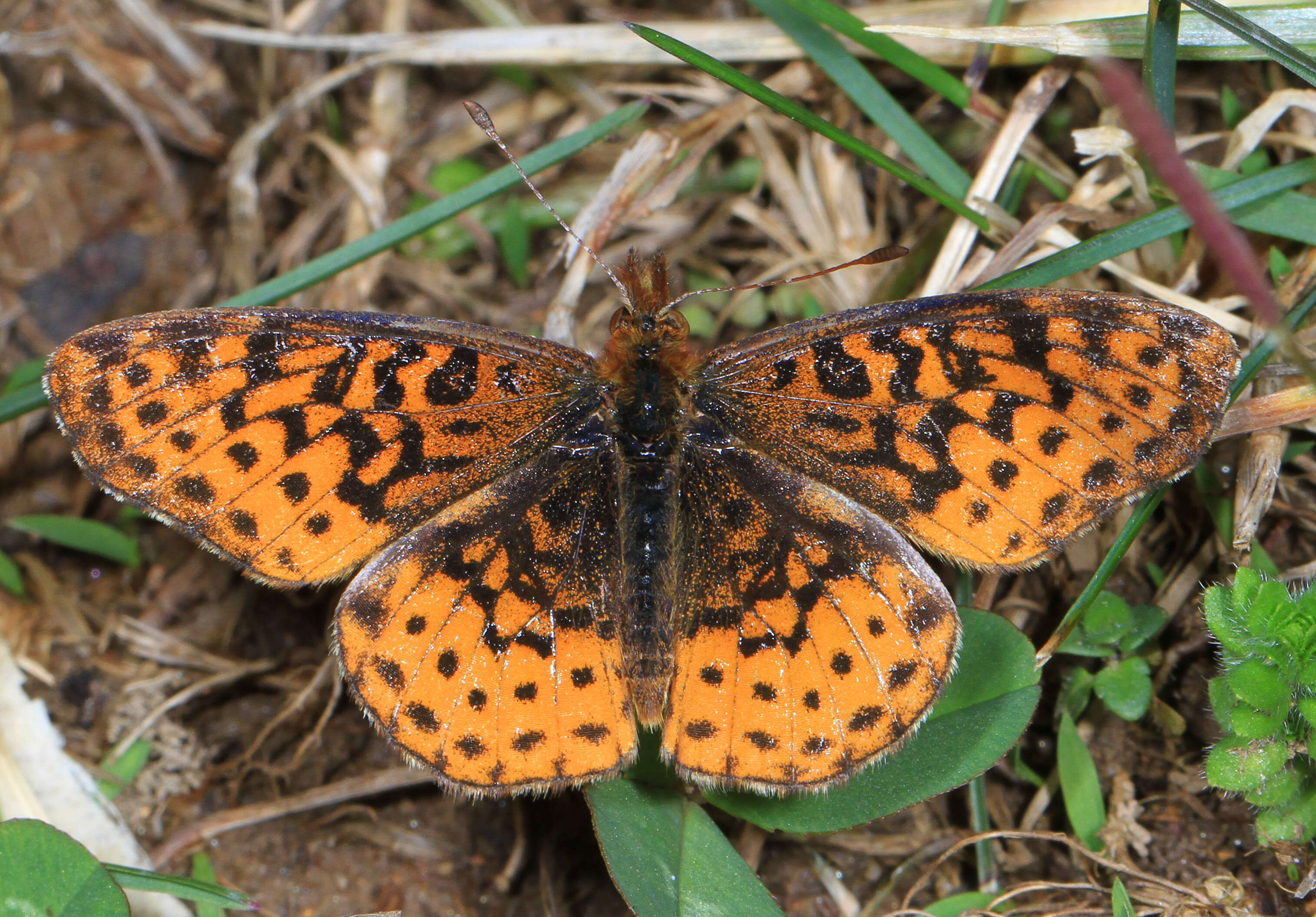 Plancia ëd Boloria bellona