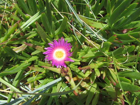 Image of ice plant