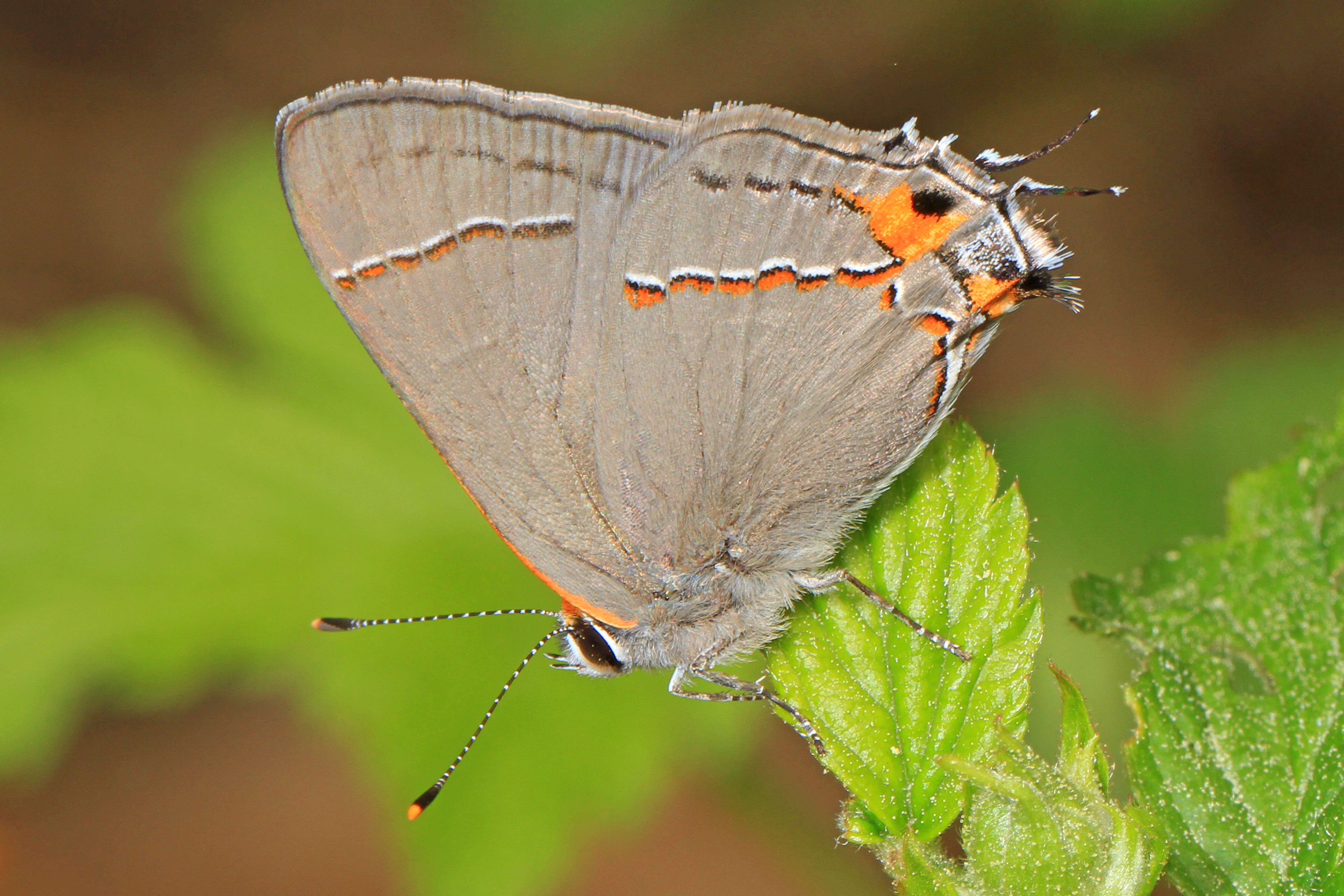 Image of Gray Hairstreak