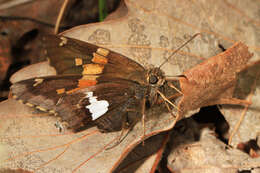 Image of Silver-spotted Skipper