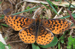 Plancia ëd Boloria bellona