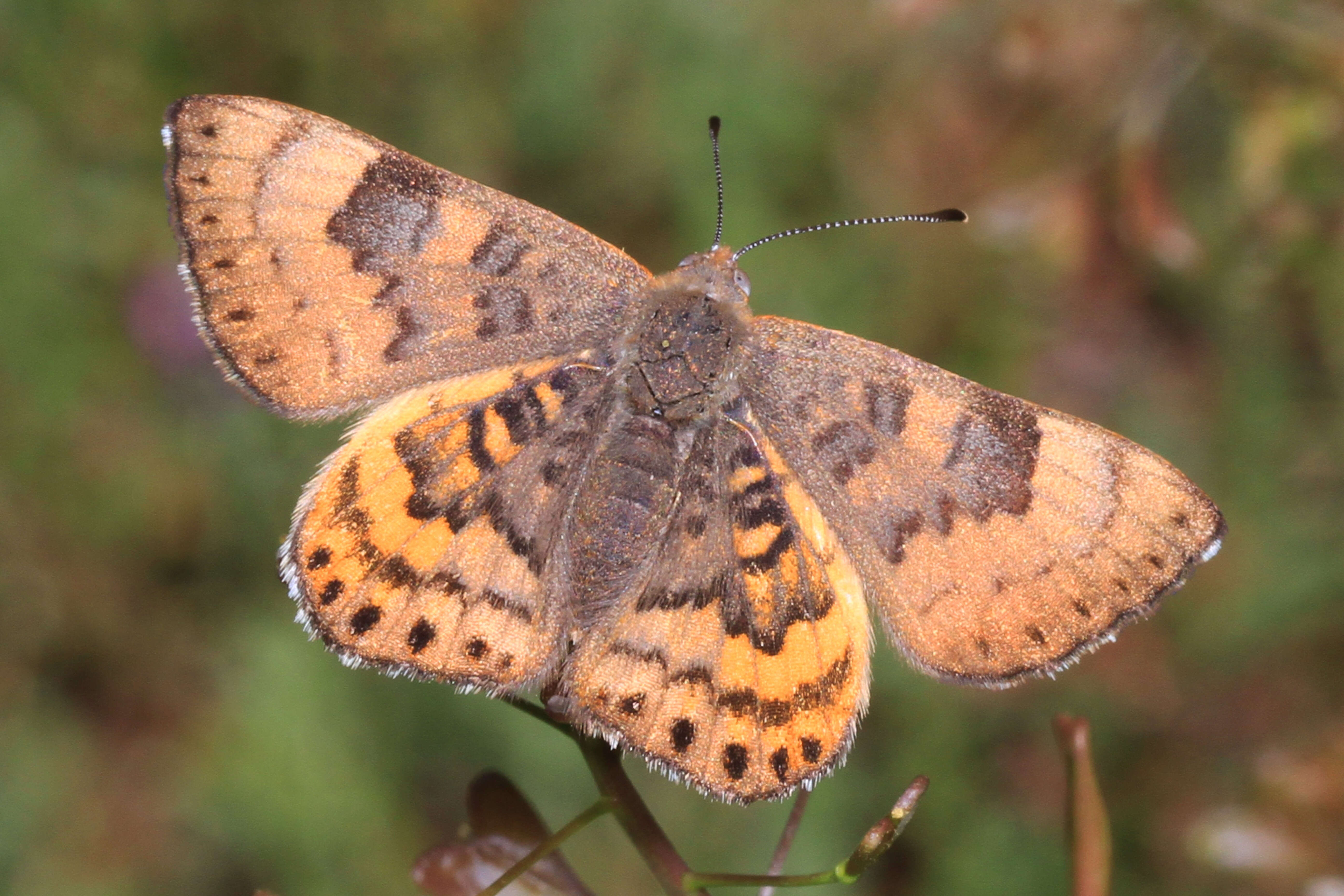 Image of Zela Metalmark