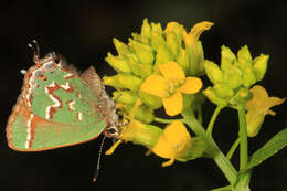 Plancia ëd Callophrys gryneus