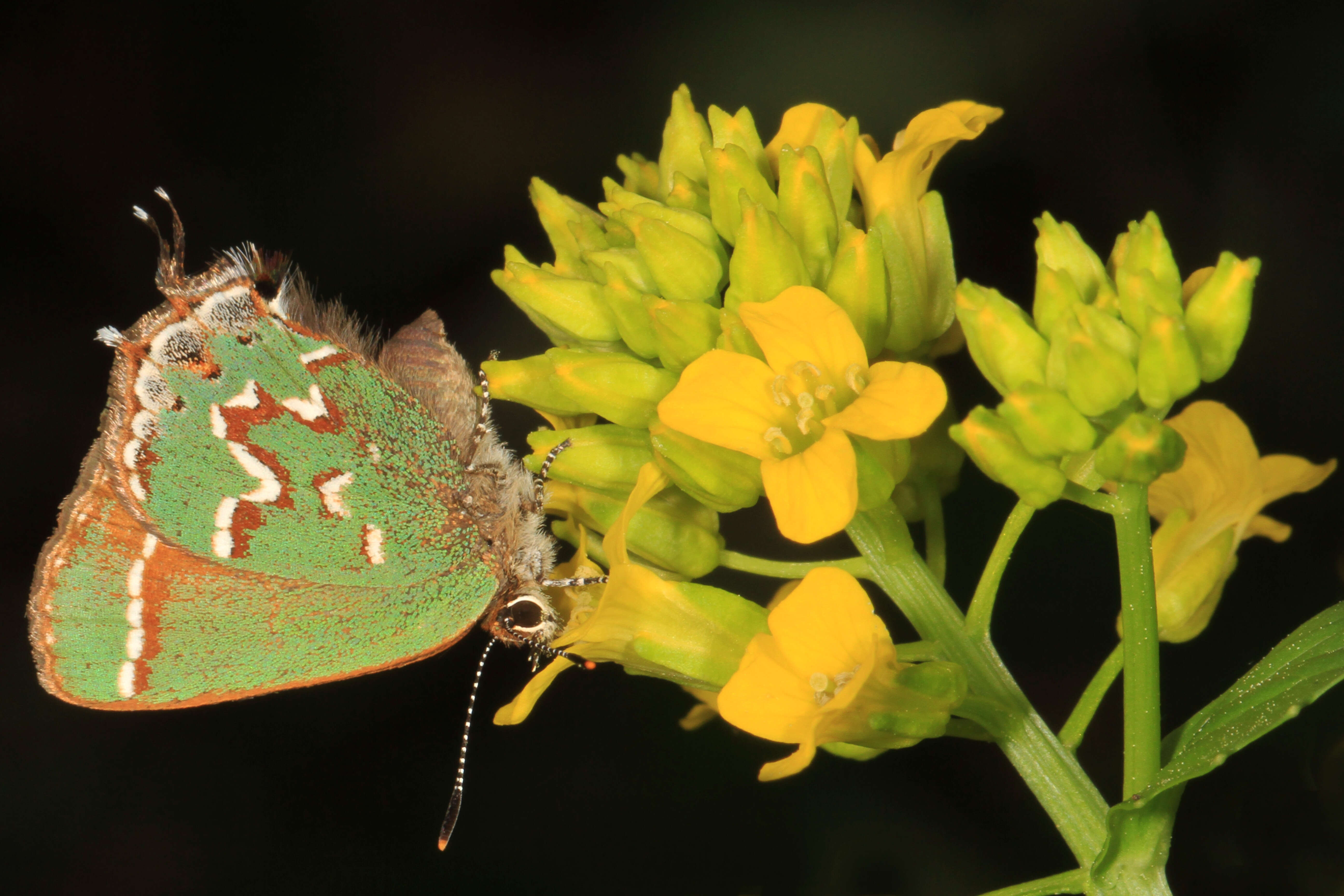 Plancia ëd Callophrys gryneus