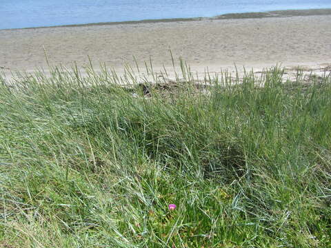 Image of ice plant