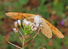 Image of Zela Metalmark