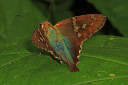 Image of Long-tailed Skipper