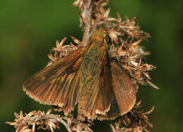 Image of Dun Sedge Skipper