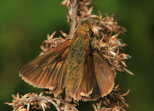 Image of Dun Sedge Skipper