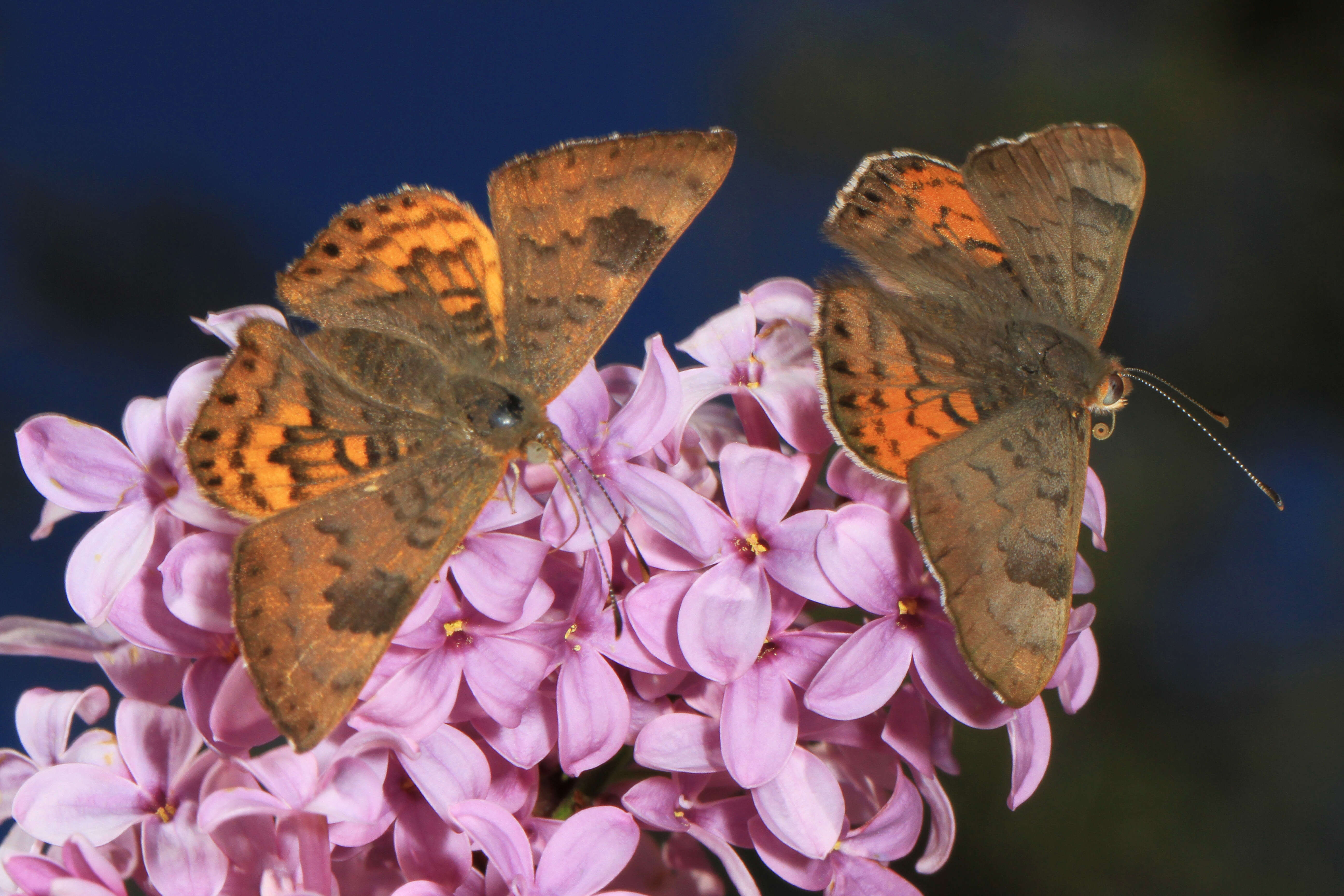 Image of Zela Metalmark