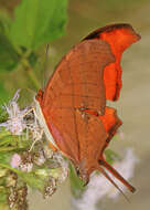 Image of Ruddy Daggerwing