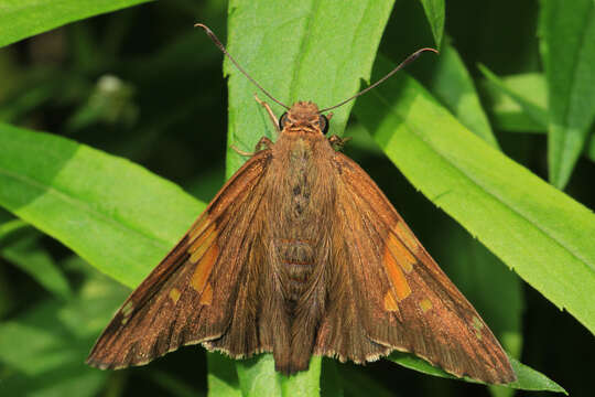 Image of Silver-spotted Skipper