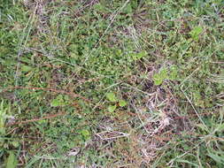 Image of Thyme-leaved Sandwort