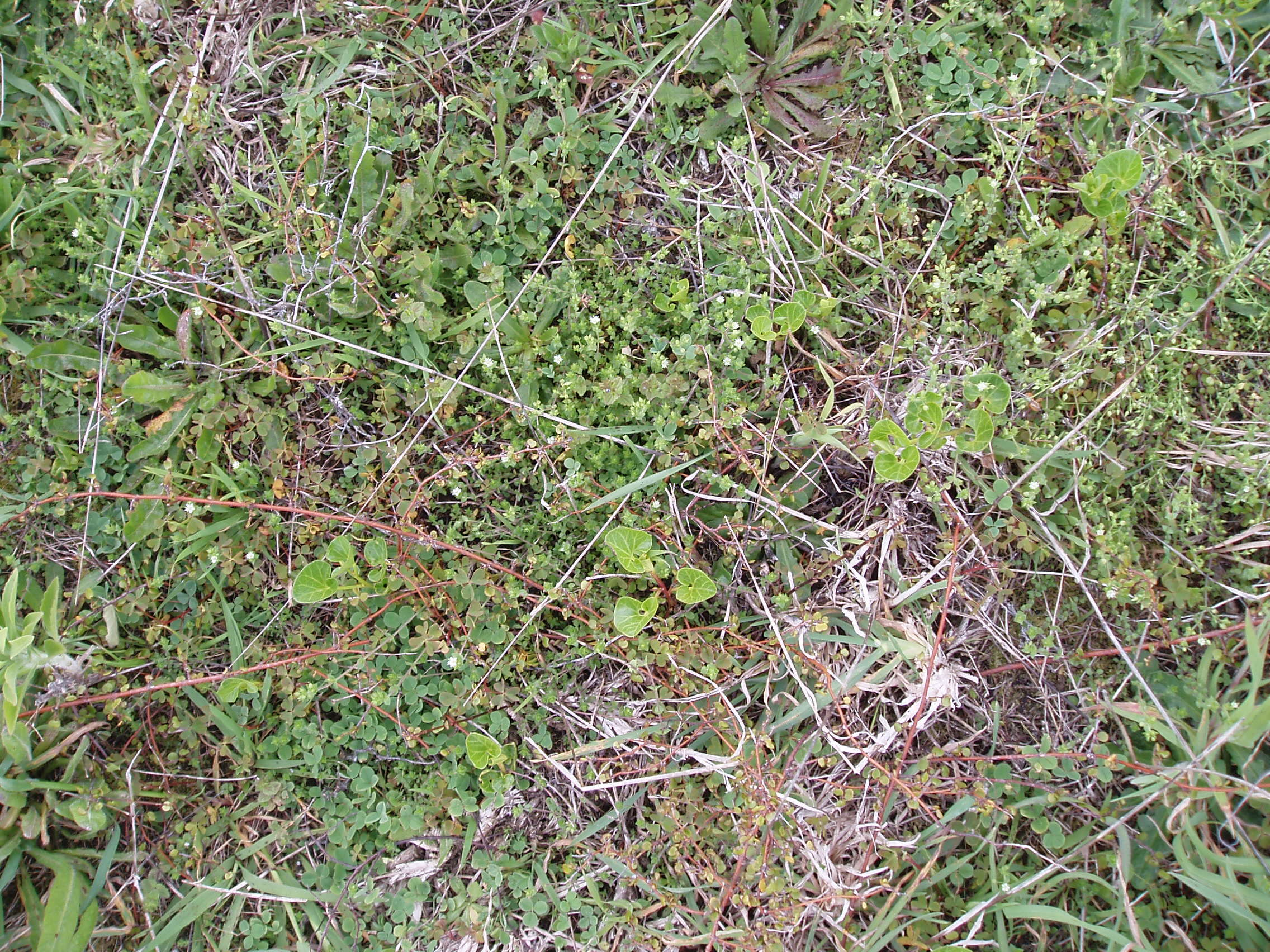 Image of Thyme-leaved Sandwort