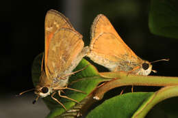 Atalopedes campestris Boisduval 1852 resmi