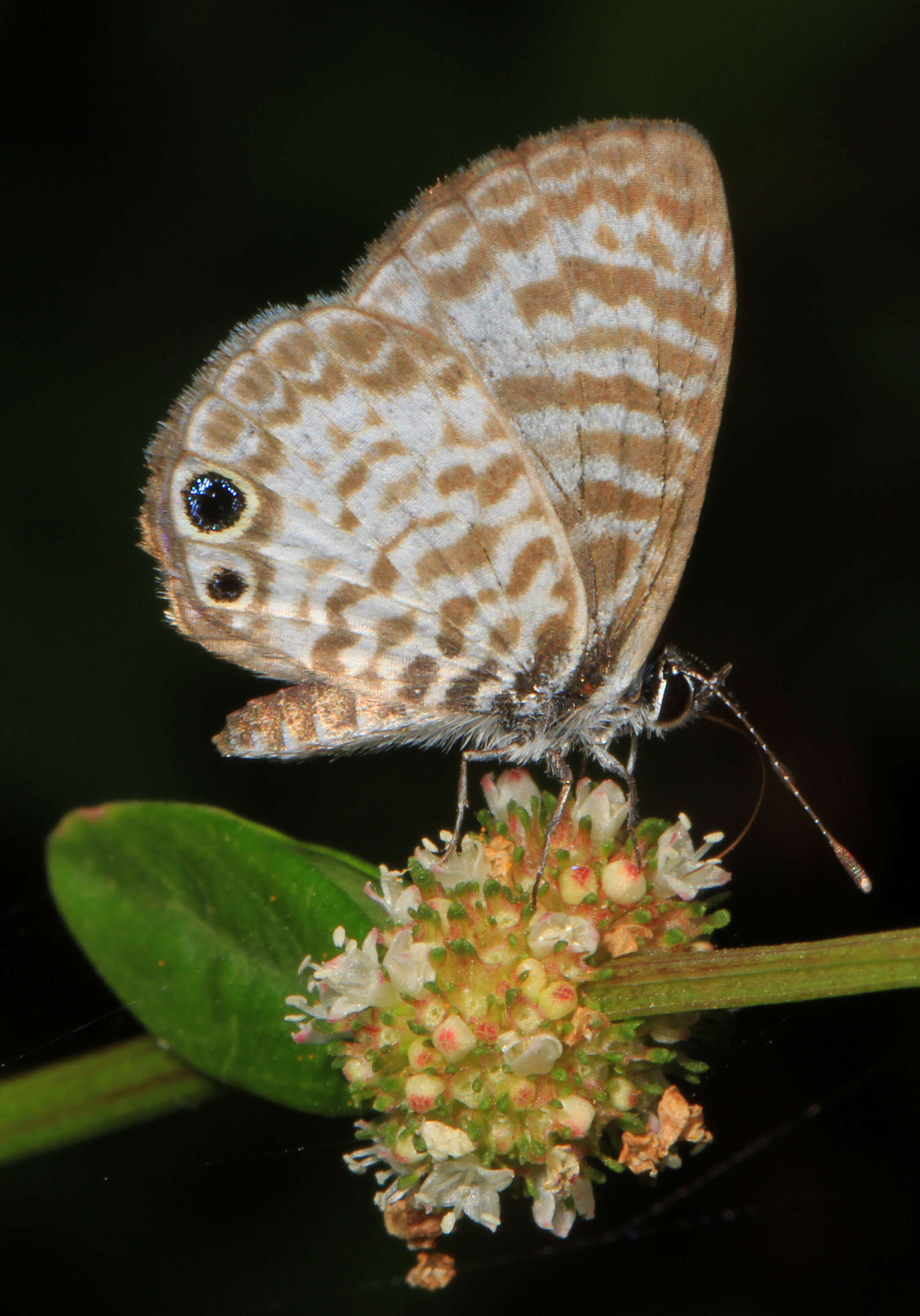 Image of Cassius Blue