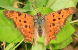 Image of Eastern Comma