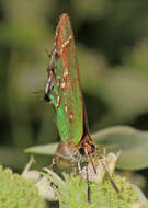 Plancia ëd Callophrys gryneus