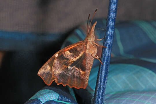 Image of American Snout