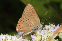 Image of Satyrium titus