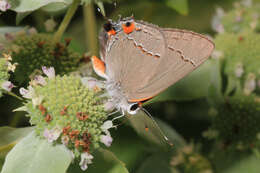 Image of Gray Hairstreak