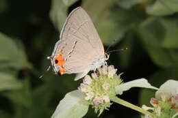 Image of Gray Hairstreak