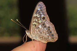 Image of Hackberry Emperor