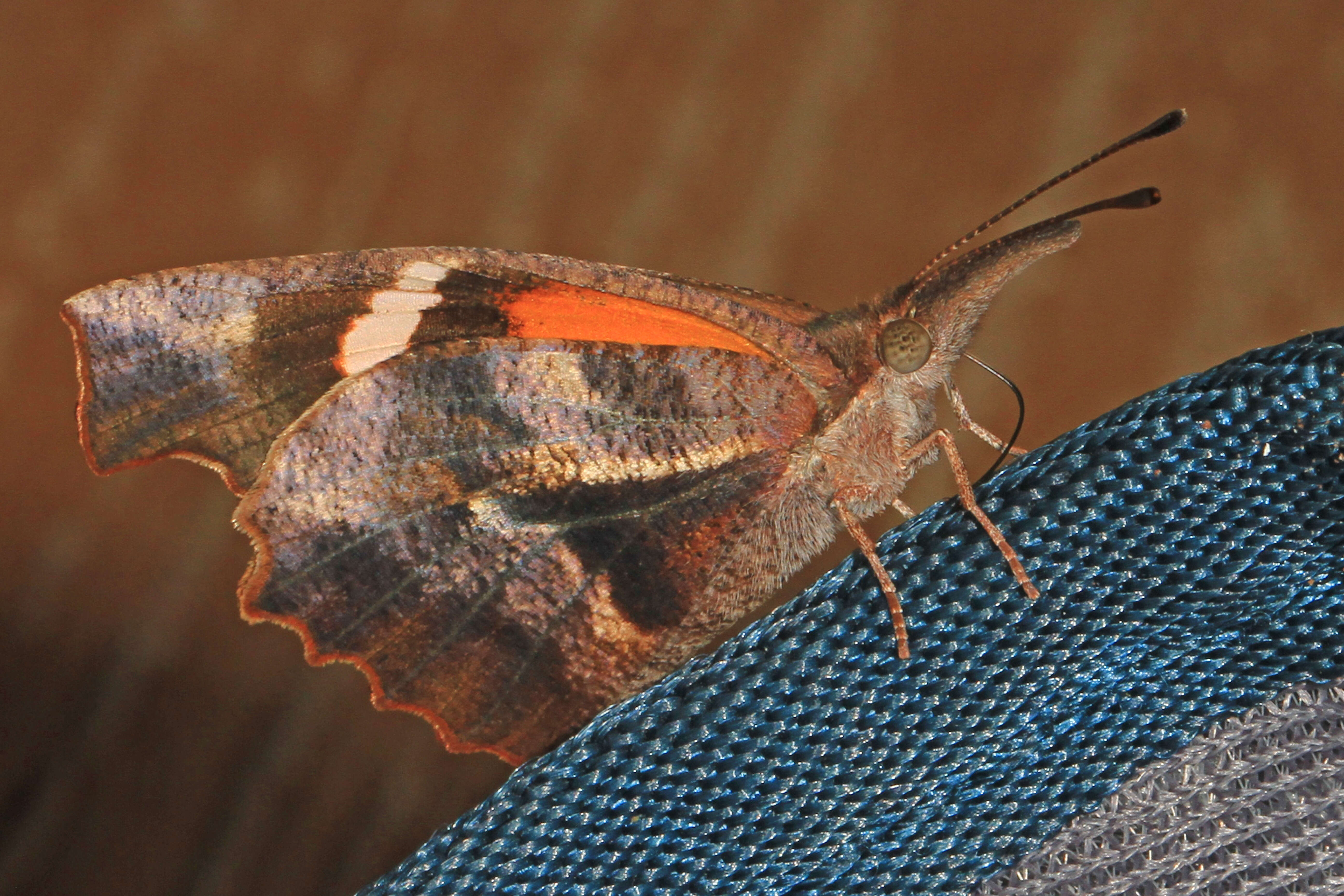 Image of American Snout