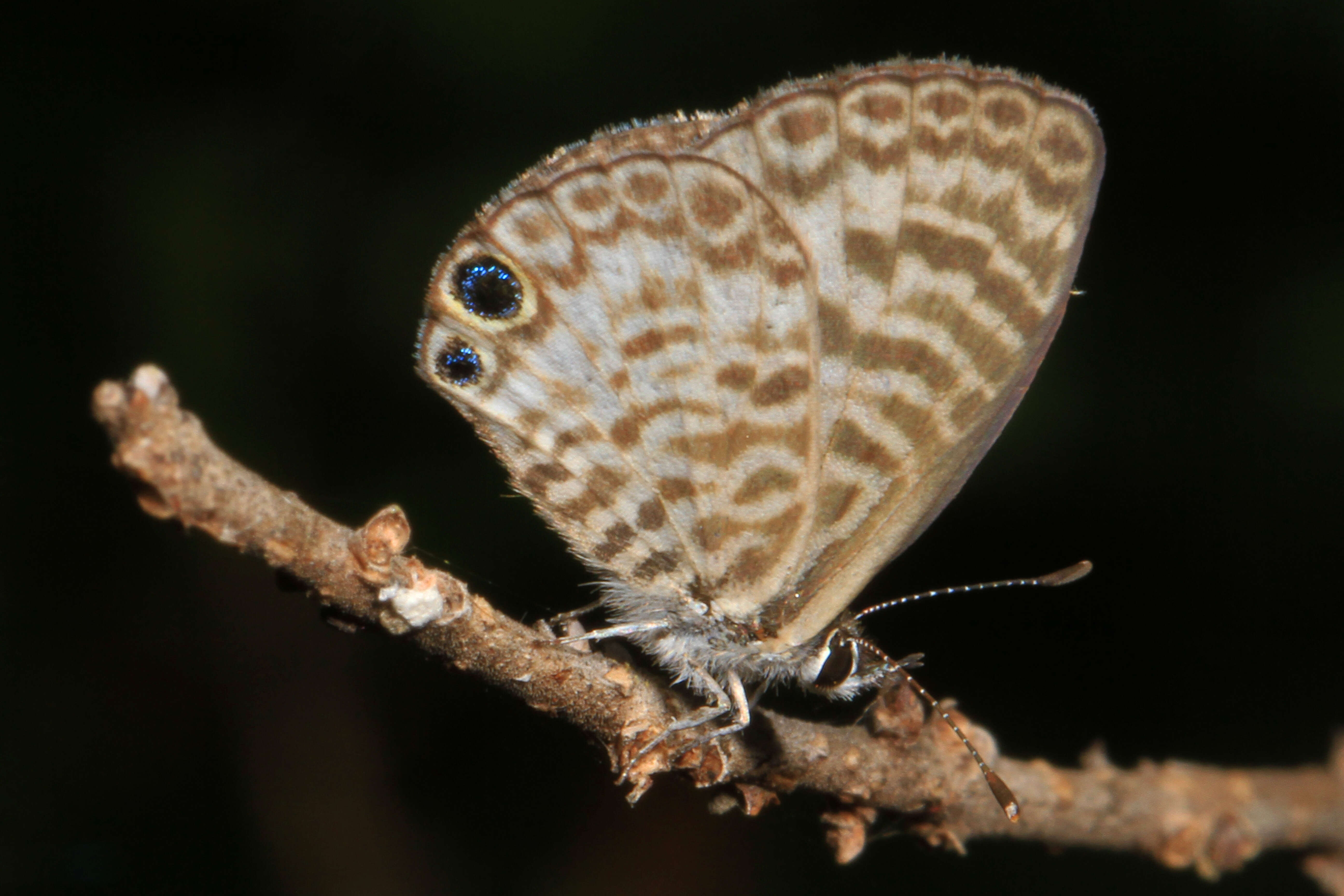 صورة Leptotes cassius (Cramer (1775))