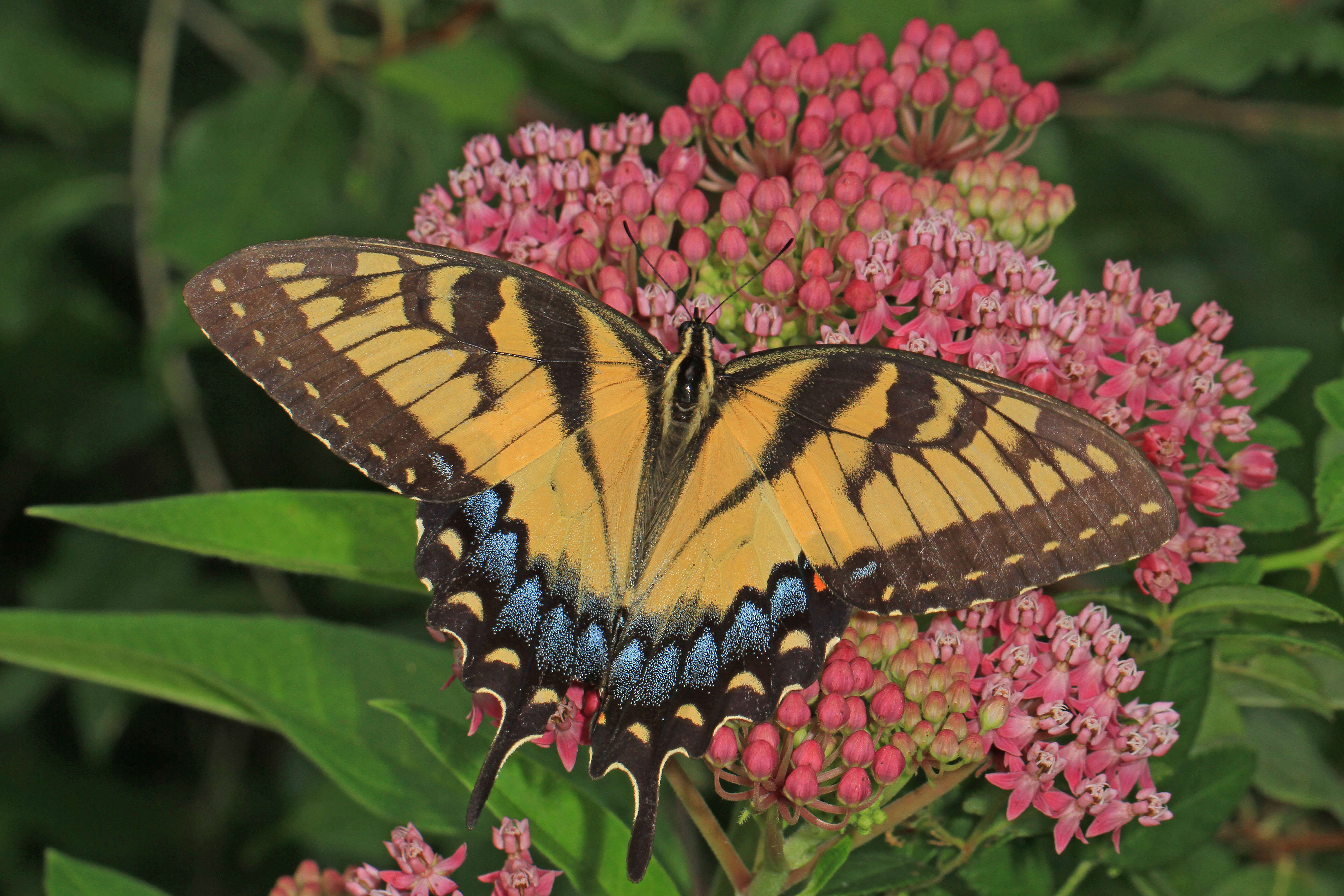 Image of milkweed