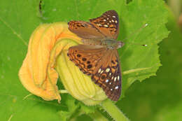 Image of Hackberry Emperor