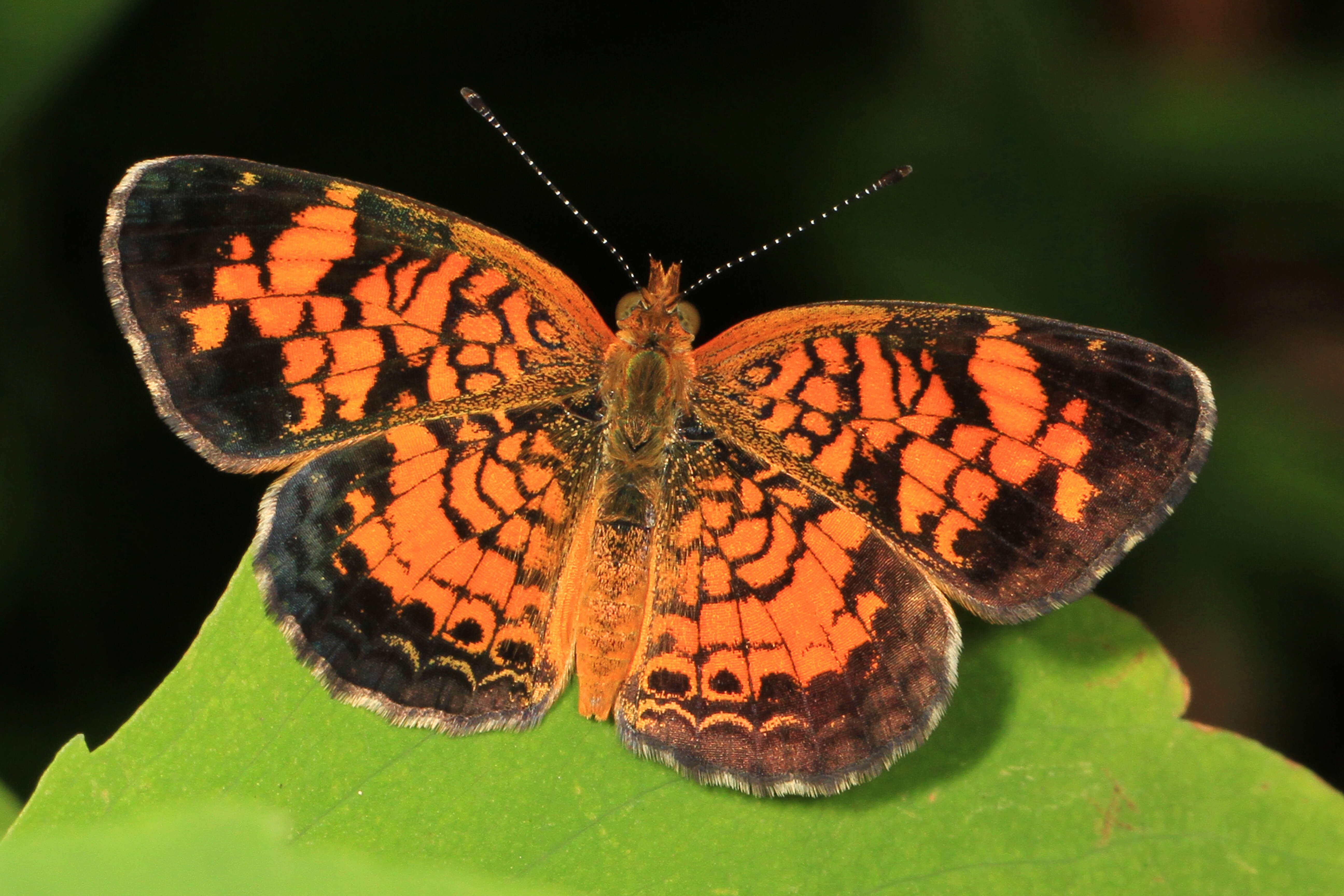 Image of Pearl Crescent