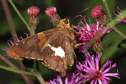 Image of Silver-spotted Skipper