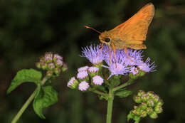 Atalopedes campestris Boisduval 1852 resmi