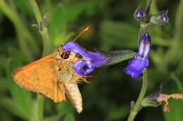 Atalopedes campestris Boisduval 1852 resmi