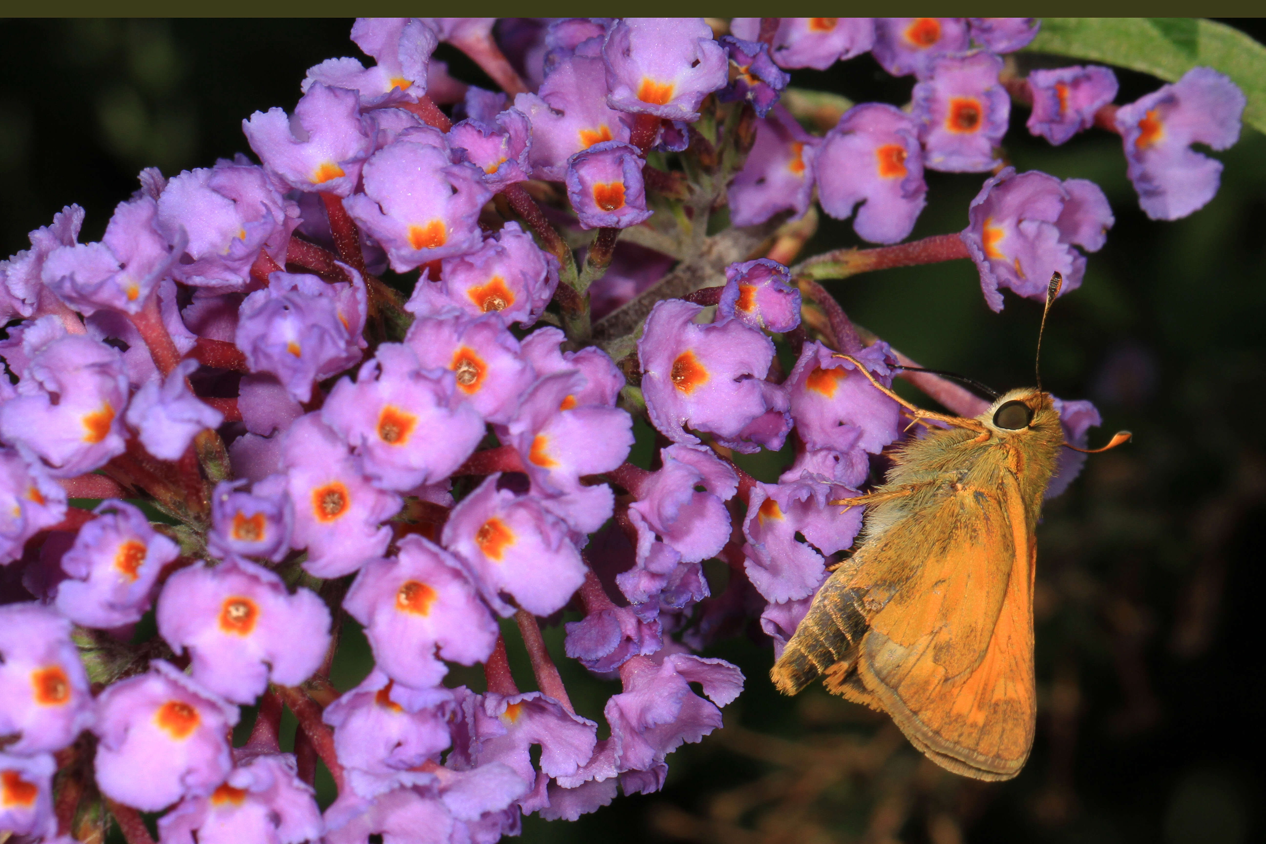 Atalopedes campestris Boisduval 1852 resmi