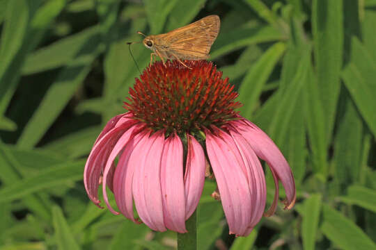 Atalopedes campestris Boisduval 1852 resmi