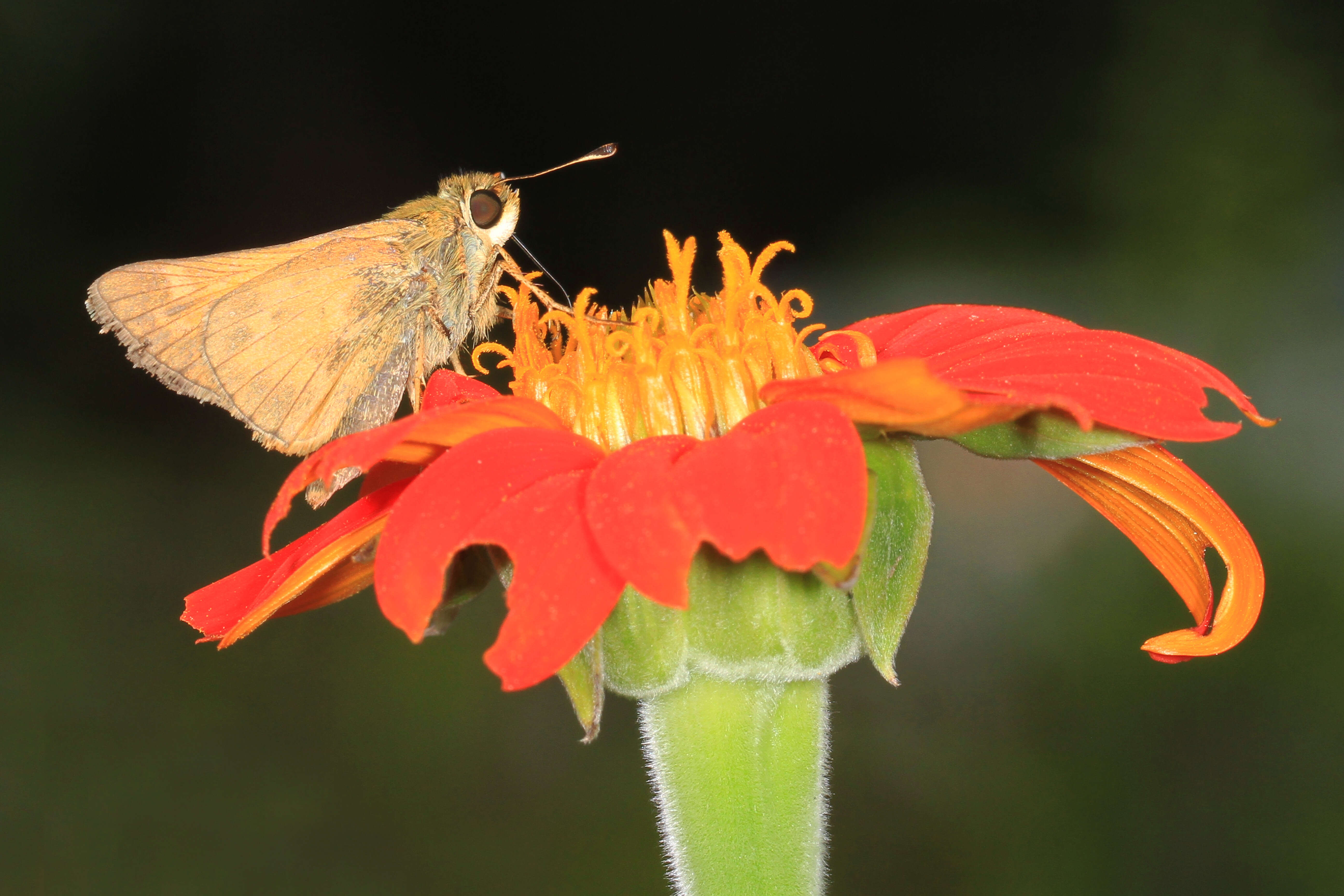 Atalopedes campestris Boisduval 1852 resmi