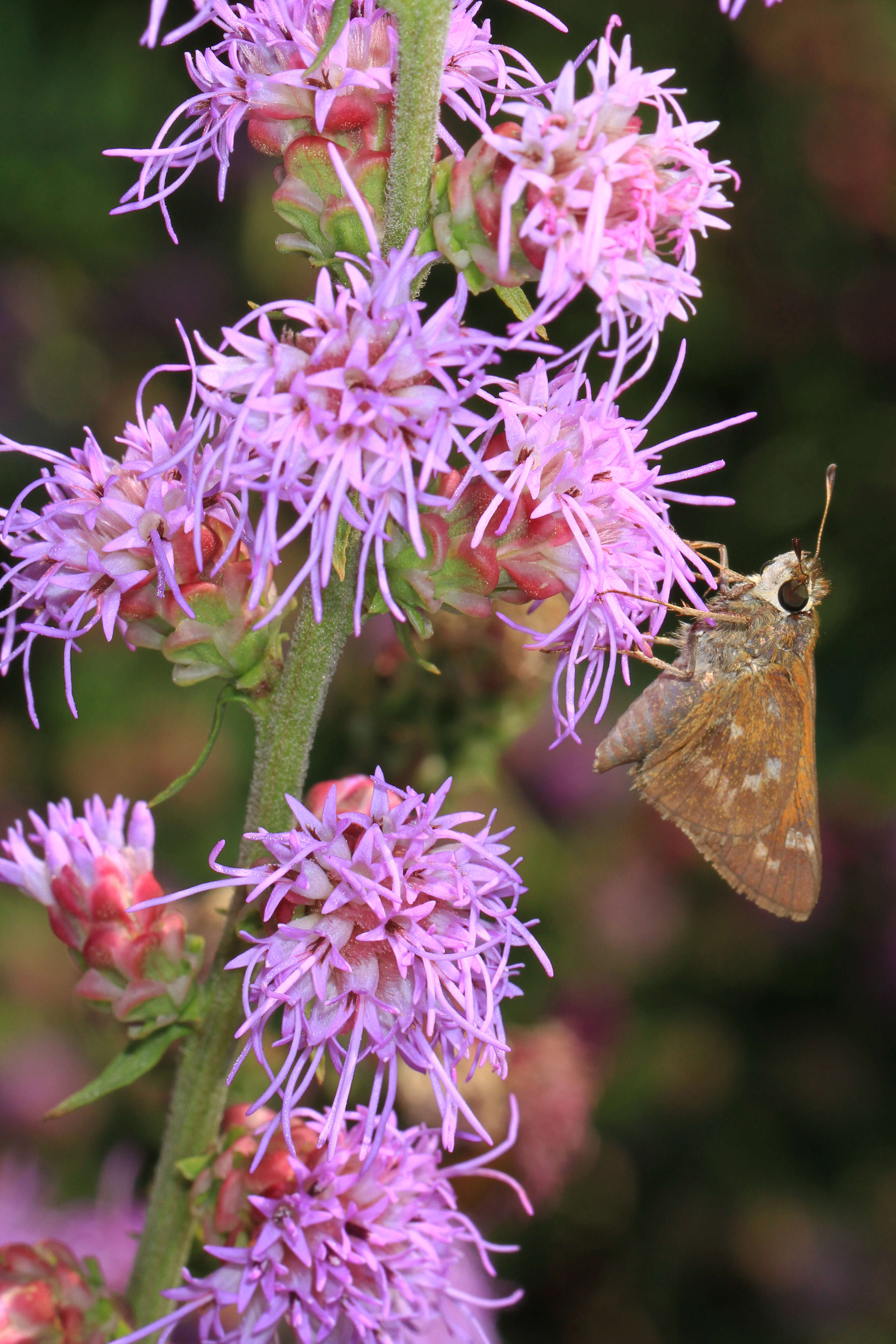 Atalopedes campestris Boisduval 1852 resmi