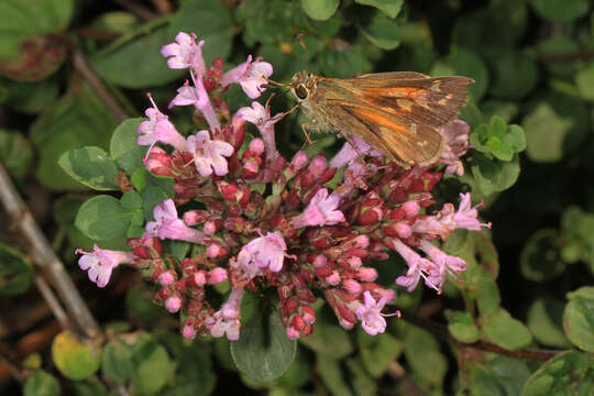 Atalopedes campestris Boisduval 1852 resmi