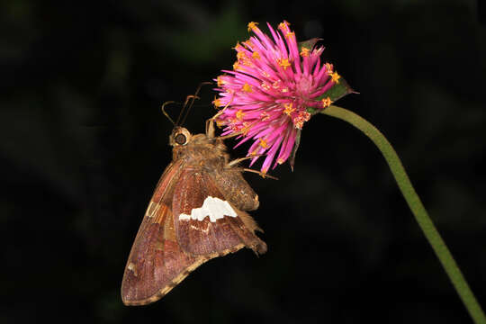 Image of Silver-spotted Skipper