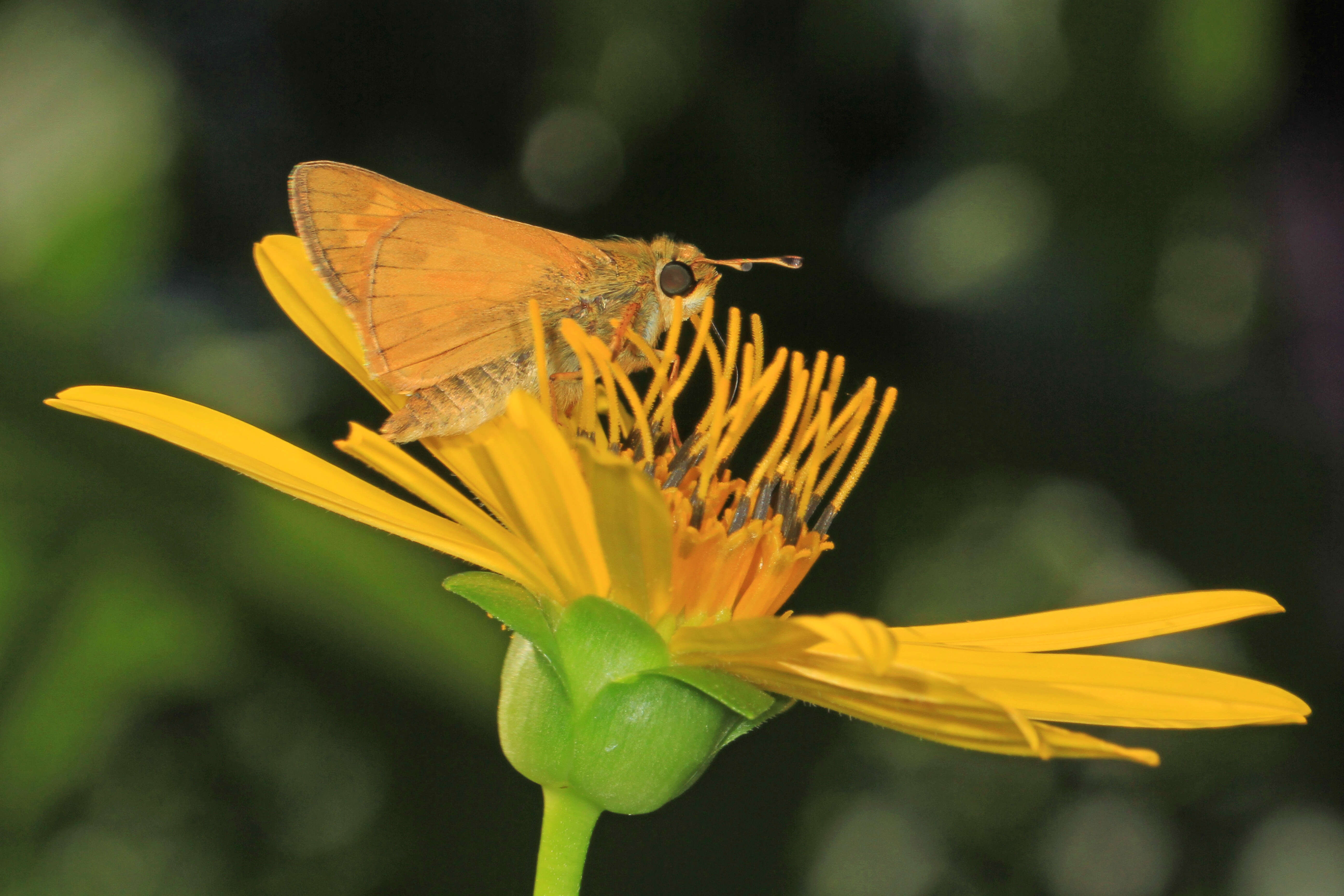 Atalopedes campestris Boisduval 1852 resmi