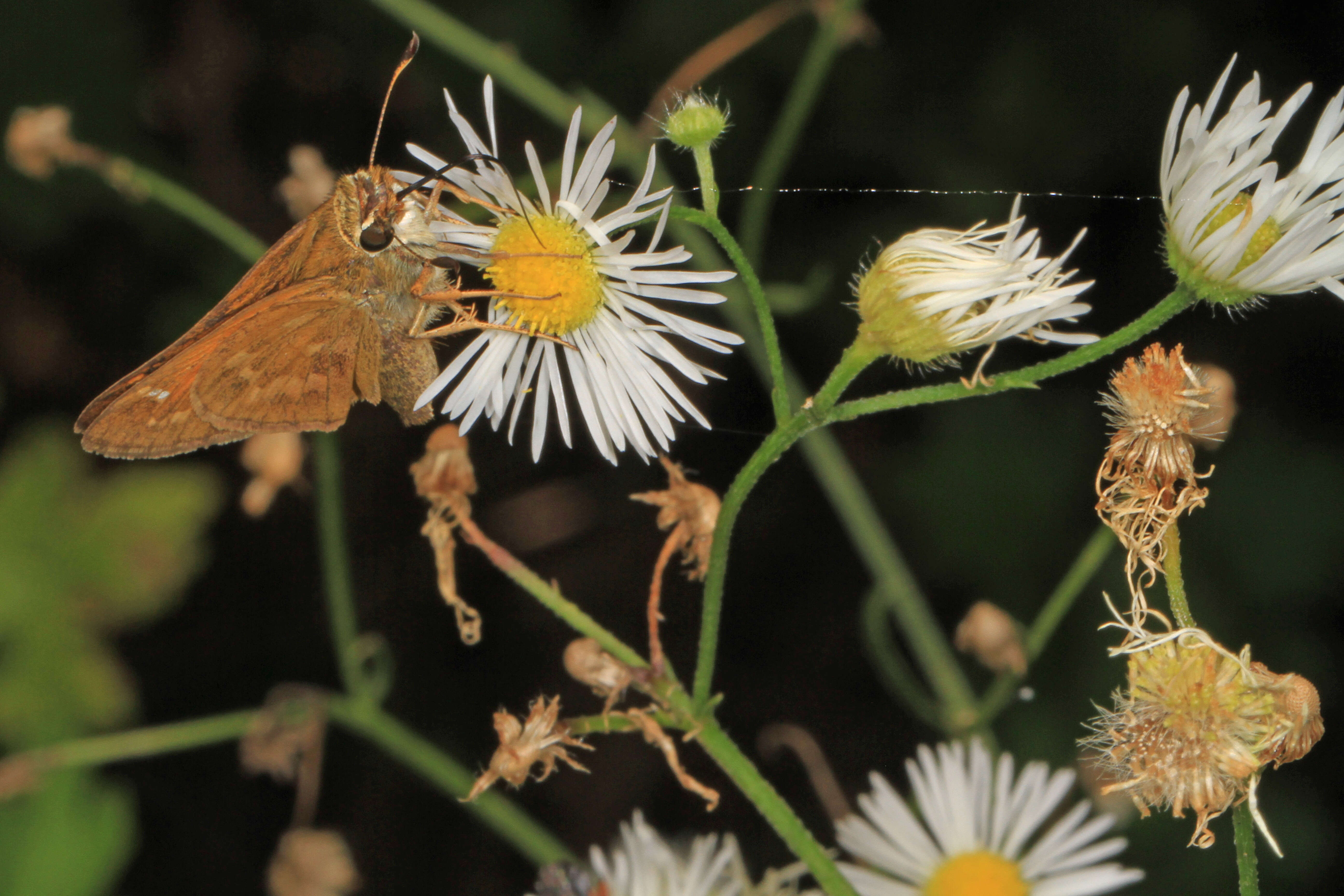 Atalopedes campestris Boisduval 1852 resmi