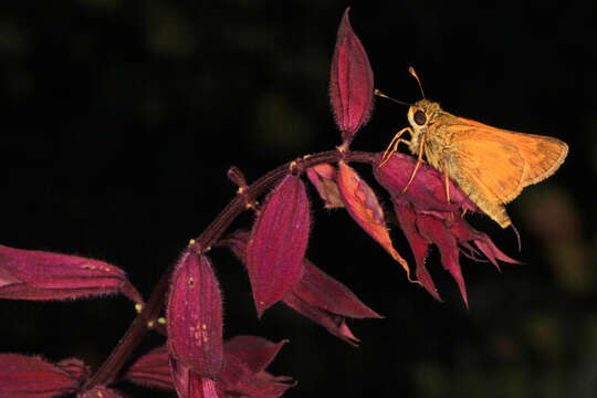 Atalopedes campestris Boisduval 1852 resmi