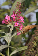 Atalopedes campestris Boisduval 1852 resmi