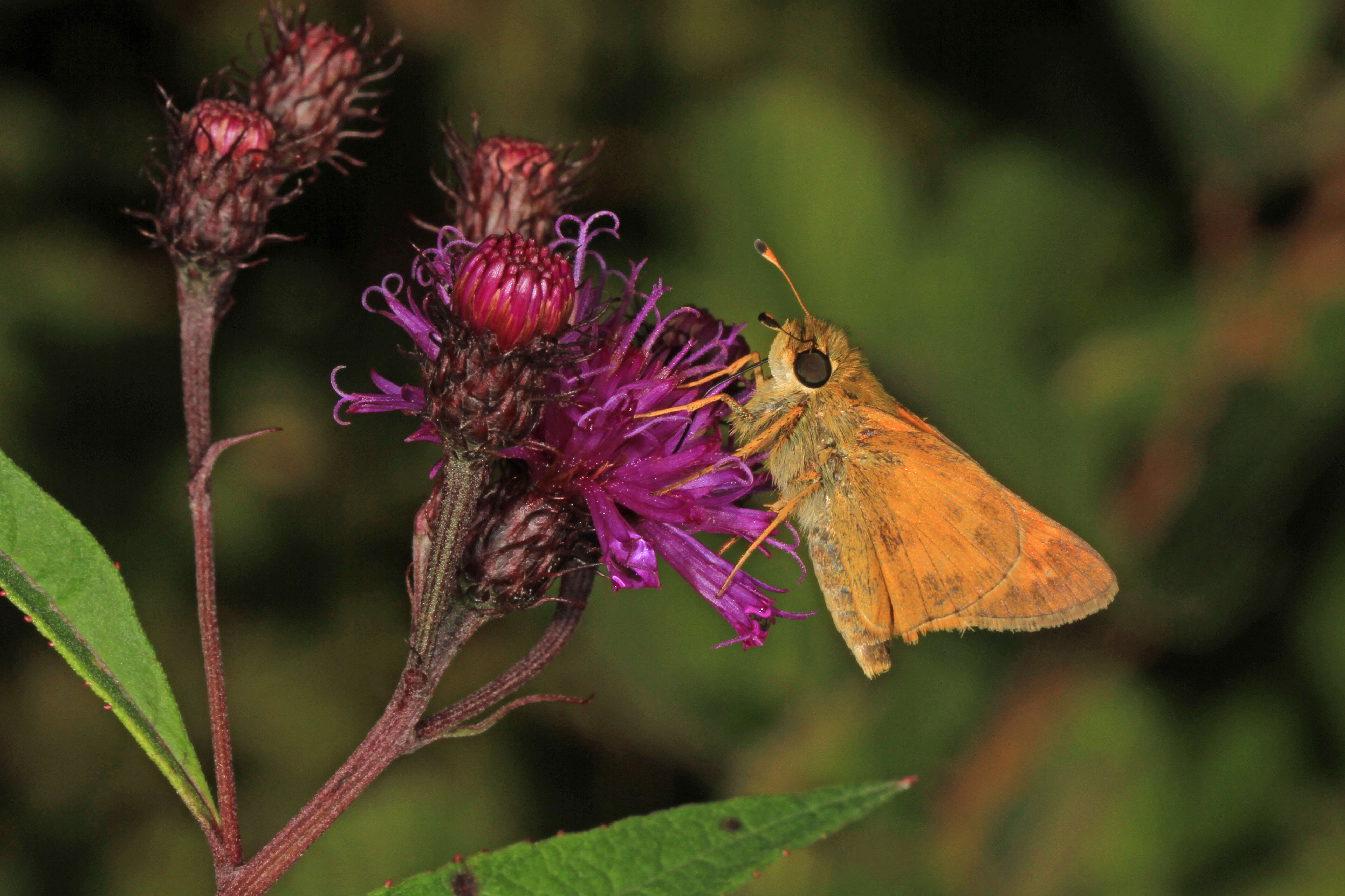 Atalopedes campestris Boisduval 1852 resmi