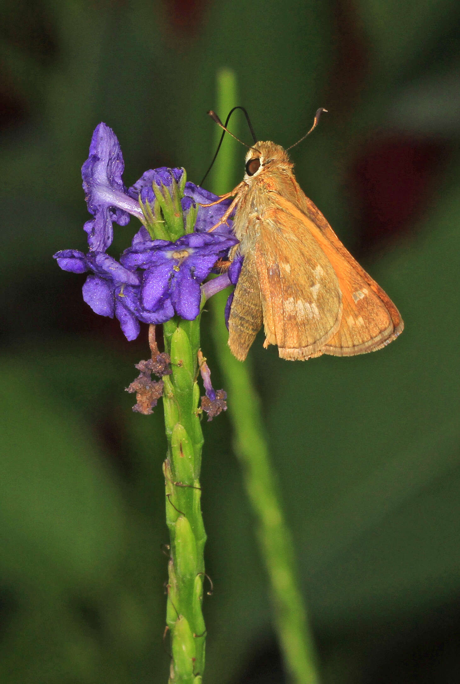 Atalopedes campestris Boisduval 1852 resmi