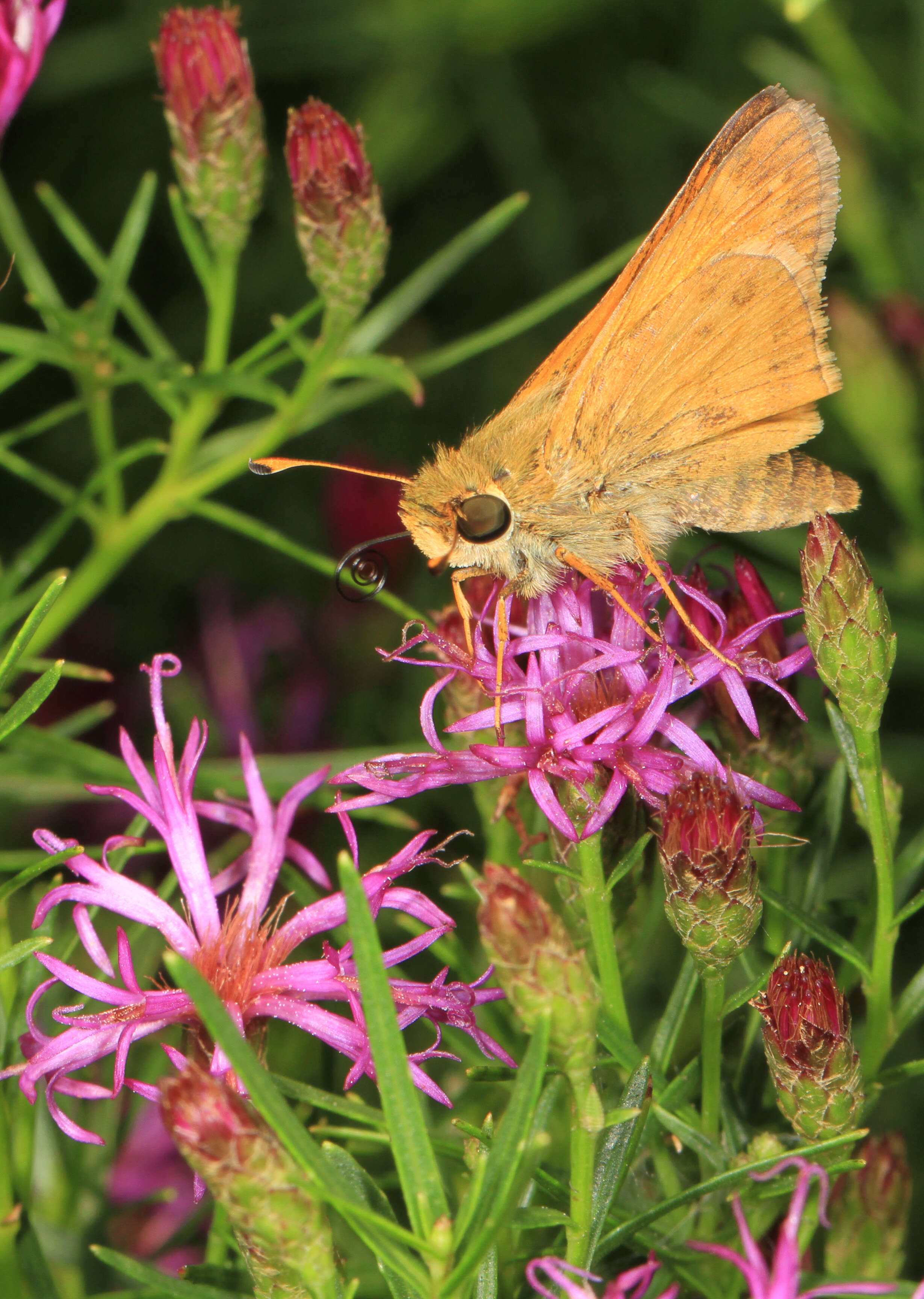 Atalopedes campestris Boisduval 1852 resmi